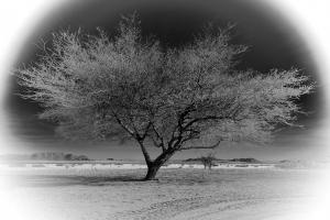 Solitude